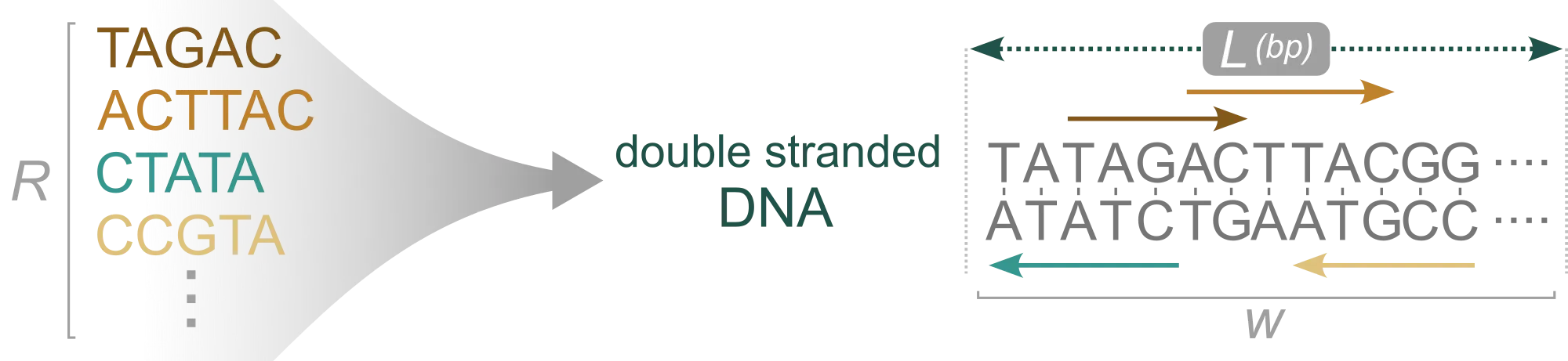 String-packing schematic for dense binding-site arrays.