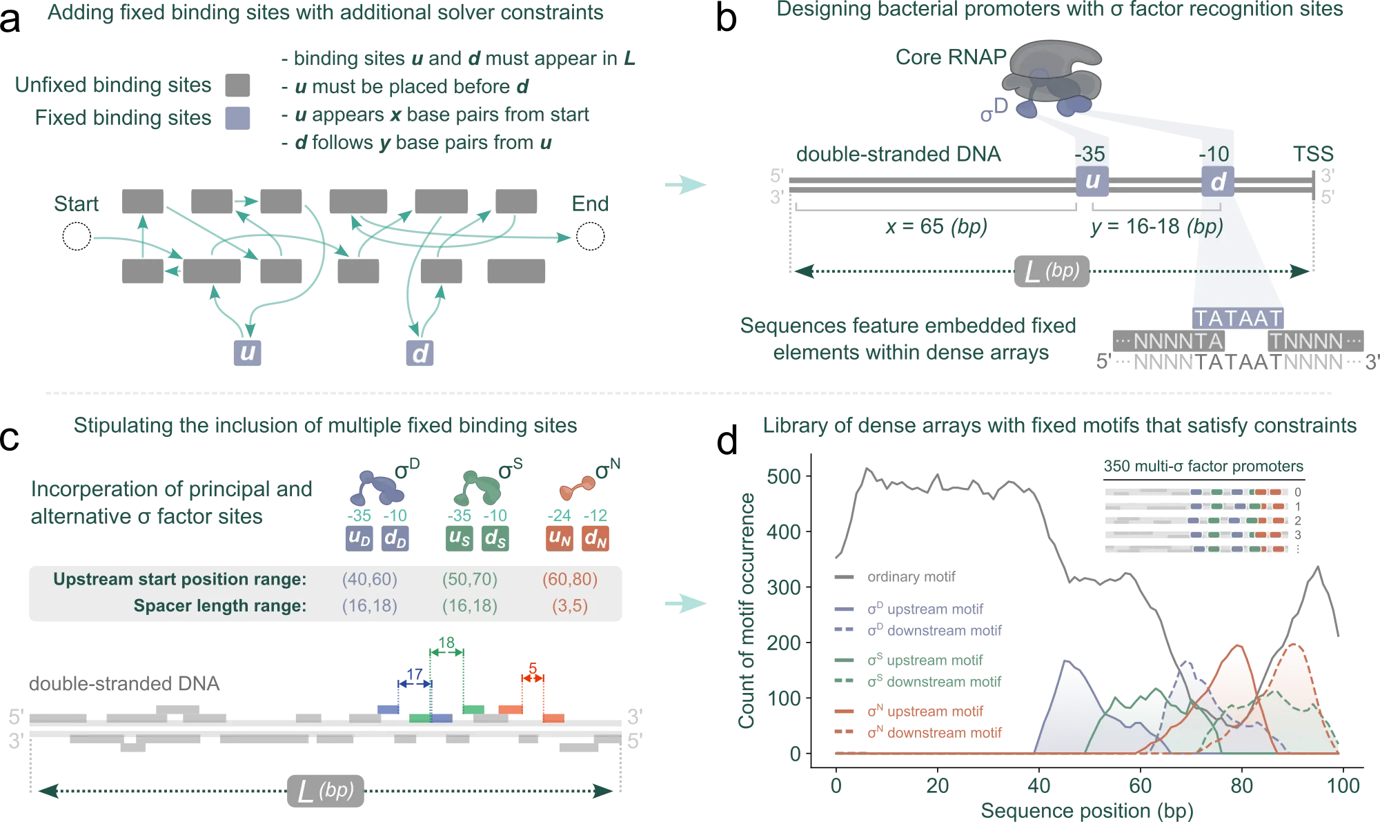Bacterial promoter constraints applied to packed arrays.