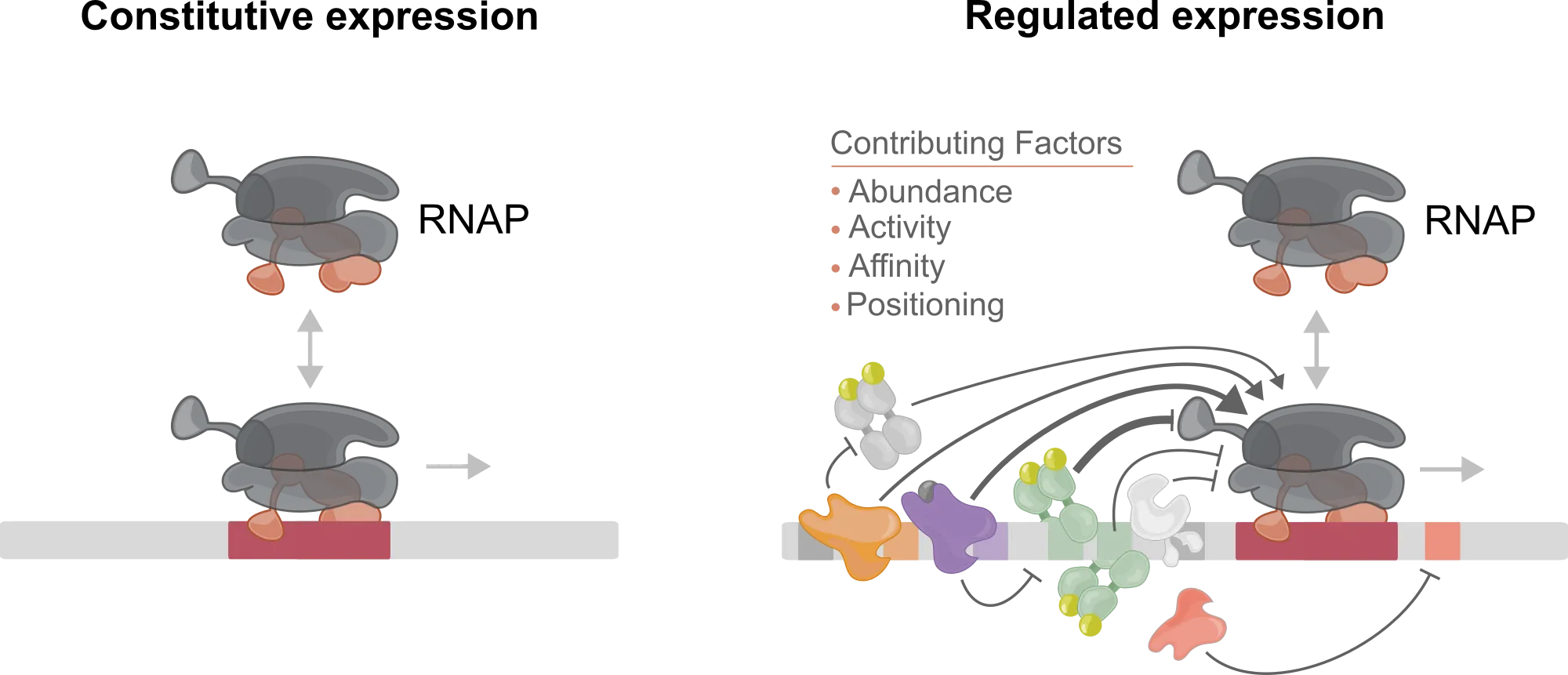 Expression response heatmap from an information-dense promoter array.